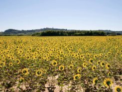 sunflowers in Tuscany