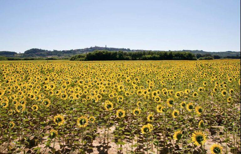 sunflowers in Tuscany