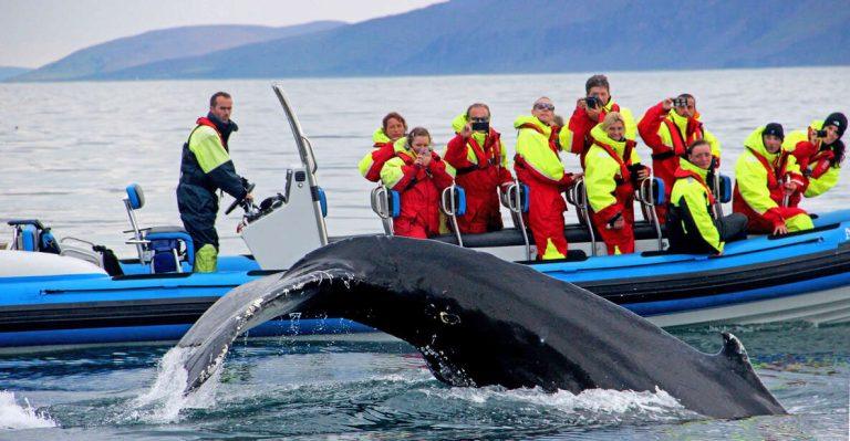 whales in Iceland